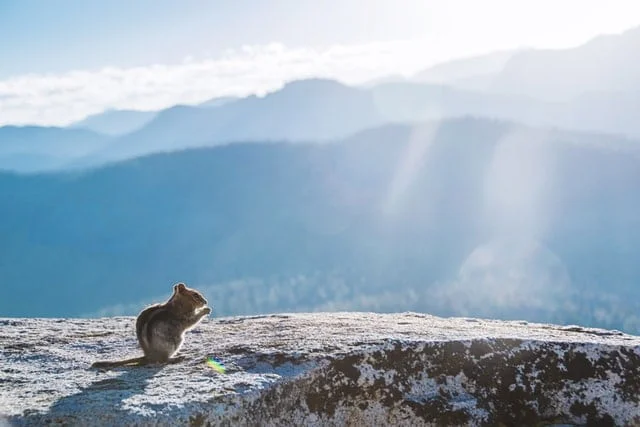 Si Loin Si Proche - Acteur du Tourisme Durable et des voyages respectueux